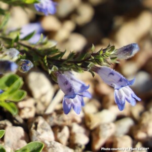 Penstemon caespitosus Wagon Wheel (Beardtongue)