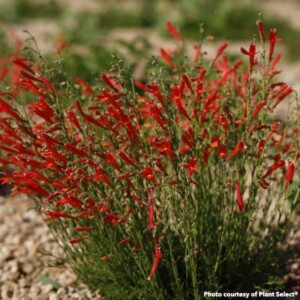 Penstemon pinifolius Half Pint (Beardtongue)