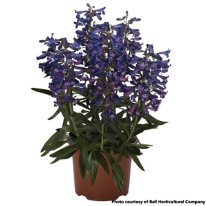 Penstemon Pristine Blue (Beardtongue)