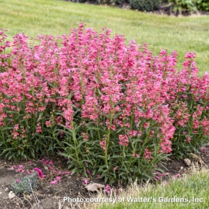 Penstemon barbatus Pink Pearls (Bearded Penstemon)