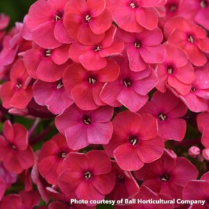 Phlox paniculata Ka-Pow Soft Pink (Garden Phlox)