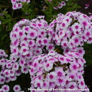 Phlox paniculta Ka-Pow White Bicolor (Garden Phlox)