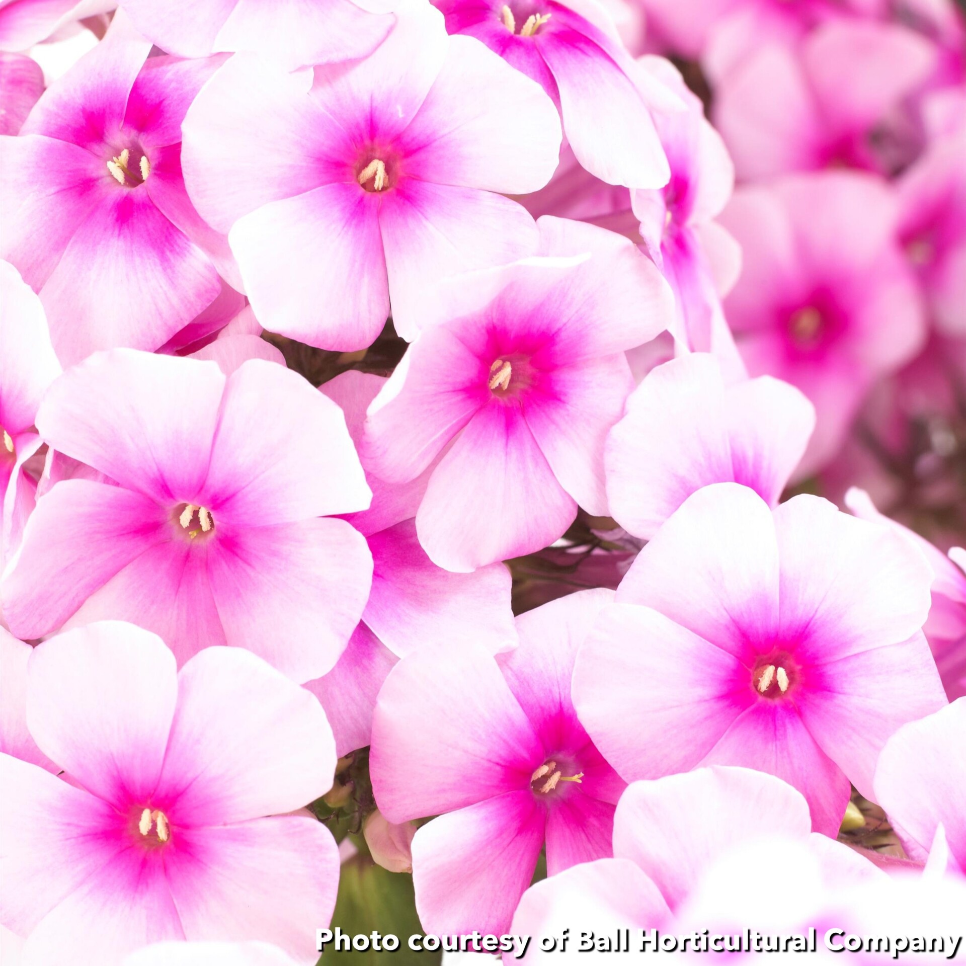 Phlox paniculata Sweet Summer Festival (Garden Phlox) - Image 2