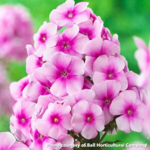 Phlox paniculata Sweet Summer Festival (Garden Phlox)