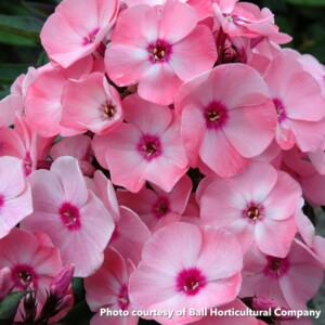 Phlox paniculata Sweet Summer Queen (Garden Phlox)
