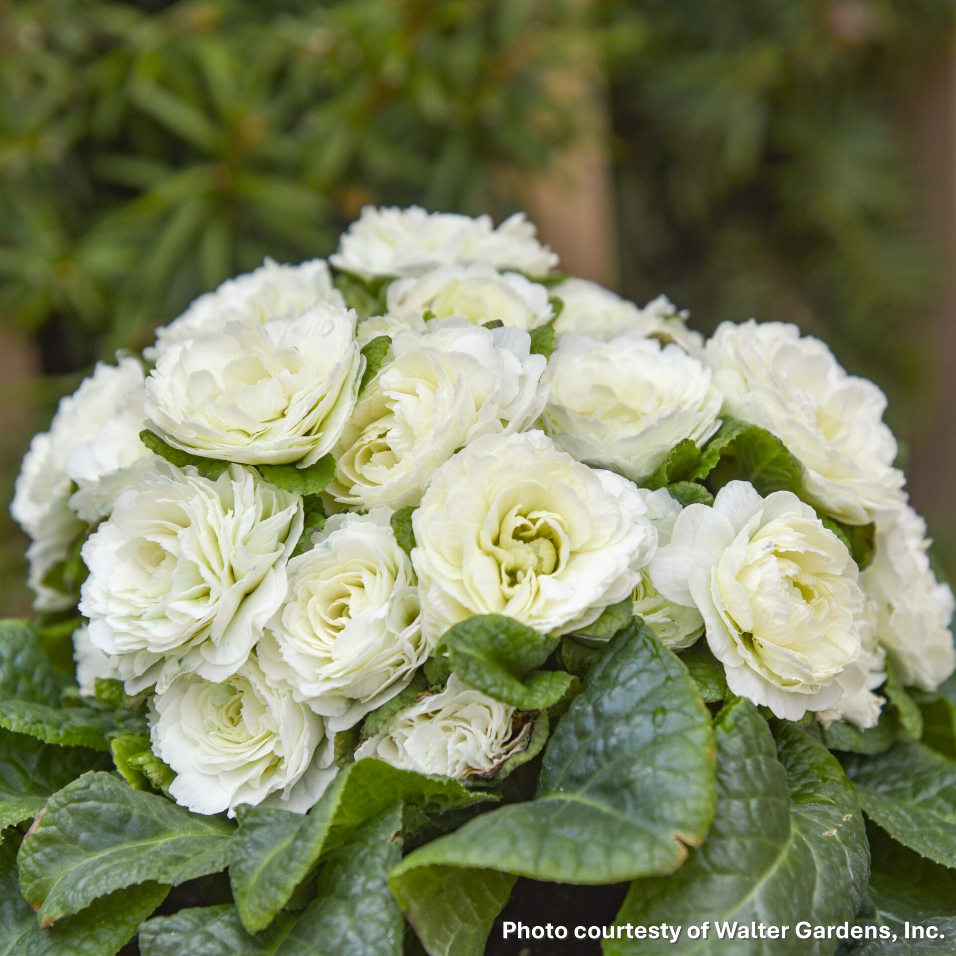 Primula vulgaris Spearmint (Primrose)