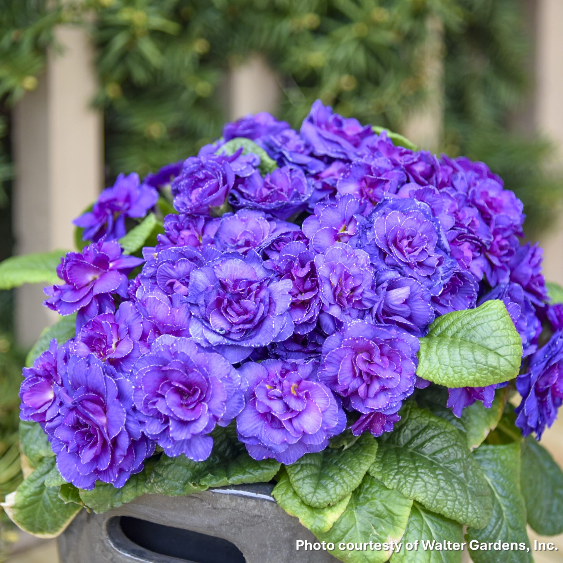 Primula vulgaris Violetta (Primerose)