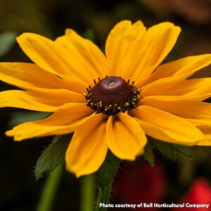 Rudbeckia hirta Dakota Gold (Black-Eyed Susan)