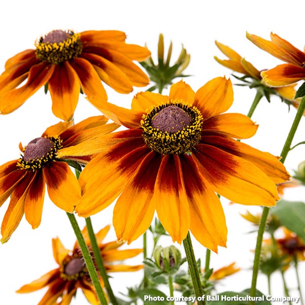 Rudbeckia hirta Dakota Red Shield (Black-Eyed Susan)