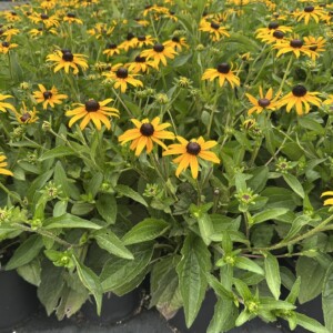 Rudbeckia fulgida var. sullivantii Goldblitz (Black-Eyed Susan)