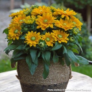 Rudbeckia x Sunbeckia Emma (Black-Eyed Susan)