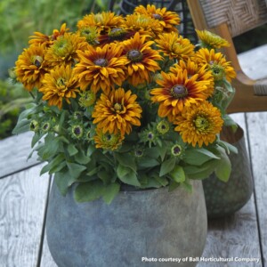 Rudbeckia x Sunbeckia Graffiti Caramel (Black-Eyed Susan)