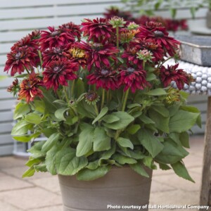 Rudbeckia x Sunbeckia Graffiti Scarlet (Black-Eyed Susan)