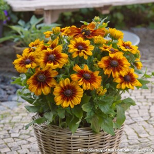 Rudbeckia x Sunbeckia Luna (Black-Eyed Susan)