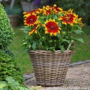 Rudbeckia x Sunbeckia Mia (Black-Eyed Susan)