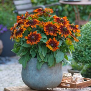 Rudbeckia x Sunbeckia Sarah (Black-Eyed Susan)