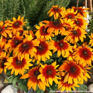 Rudbeckia hirta Cappuccino (Black-Eyed Susan)