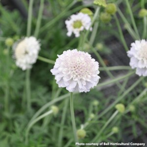 Scabiosa Giga Silver (Pincushion Flower)