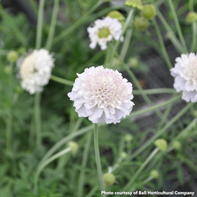 Scabiosa Giga Silver (Pincushion Flower)