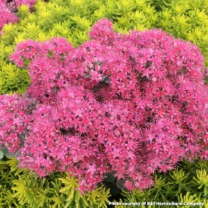 Sedum x Sunsparkler Cosmic Comet (Stonecrop)