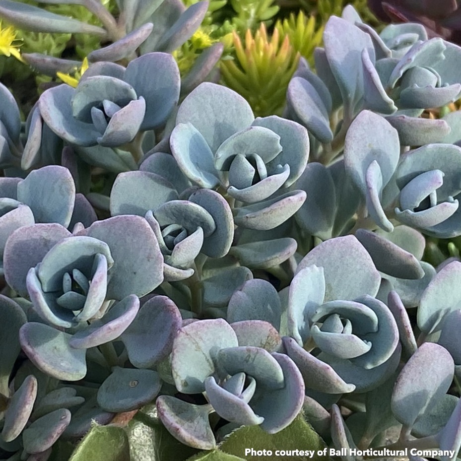 Sedum x Sunsparkler Cosmic Comet (Stonecrop) - Image 2