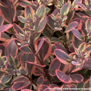 Sedum x Sunsparkler Dazzling Dynamite (Stonecrop)