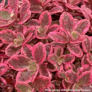 Sedum x Sunsparkler Neon Nova (Stonecrop)