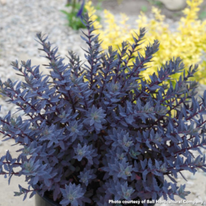 Sedum x Sunsparkler Sapphire Tuffet (Stonecrop)