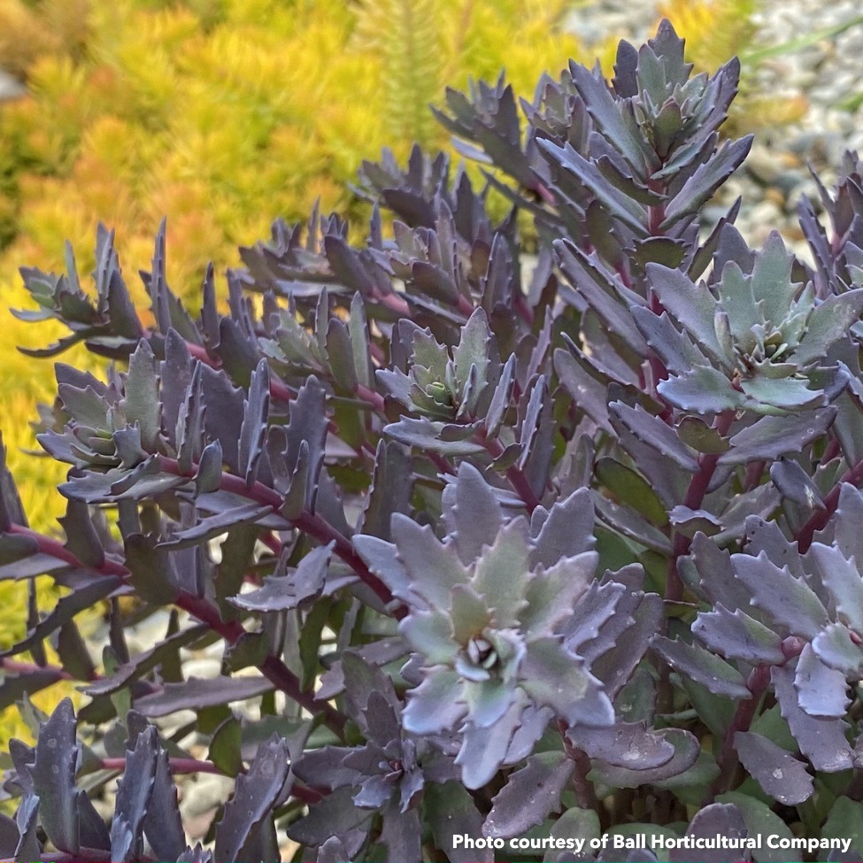 Sedum x Sunsparkler Sapphire Tuffet (Stonecrop) - Image 2