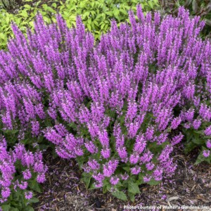 Salvia x nemorosa Color Spires Back to the Fuchsia (Sage)