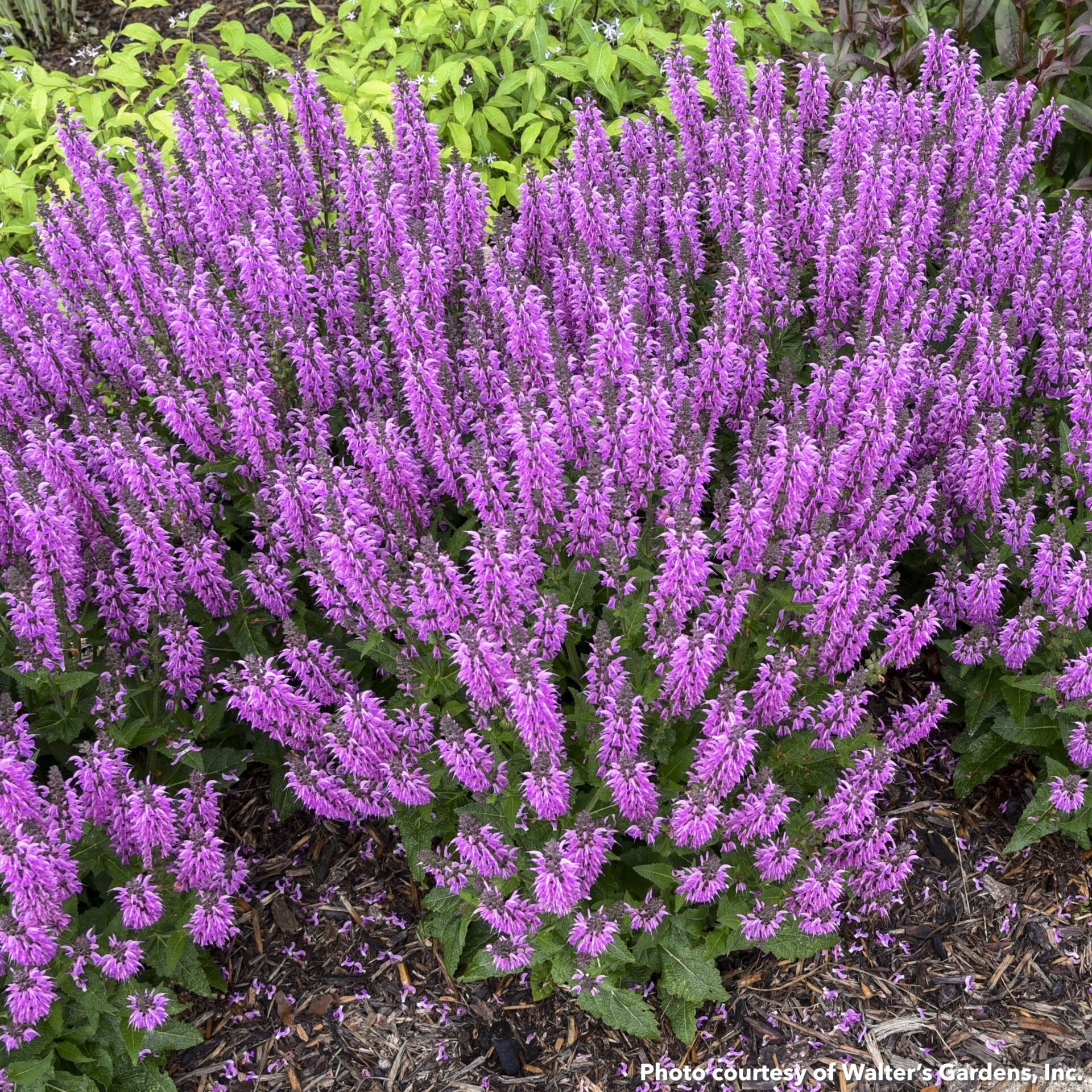 Salvia x nemorosa Color Spires Back to the Fuchsia (Sage)