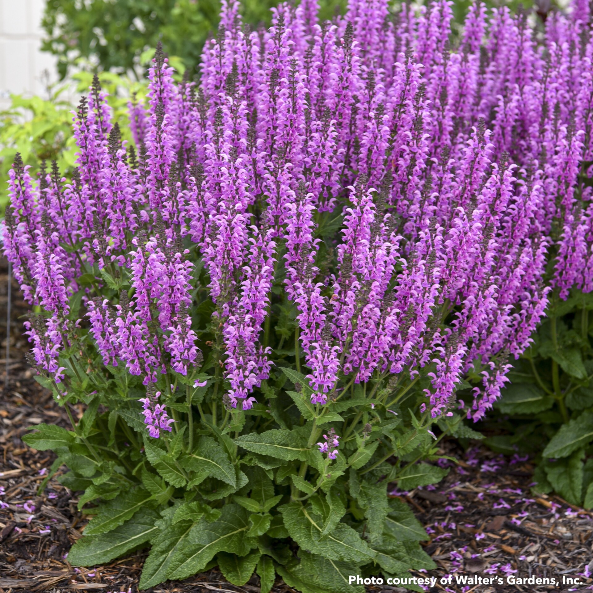 Salvia x nemorosa Color Spires Back to the Fuchsia (Sage) - Image 2