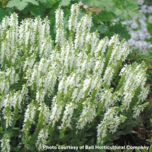 Salvia nemorosa Lyrical White (Meadow Sage)