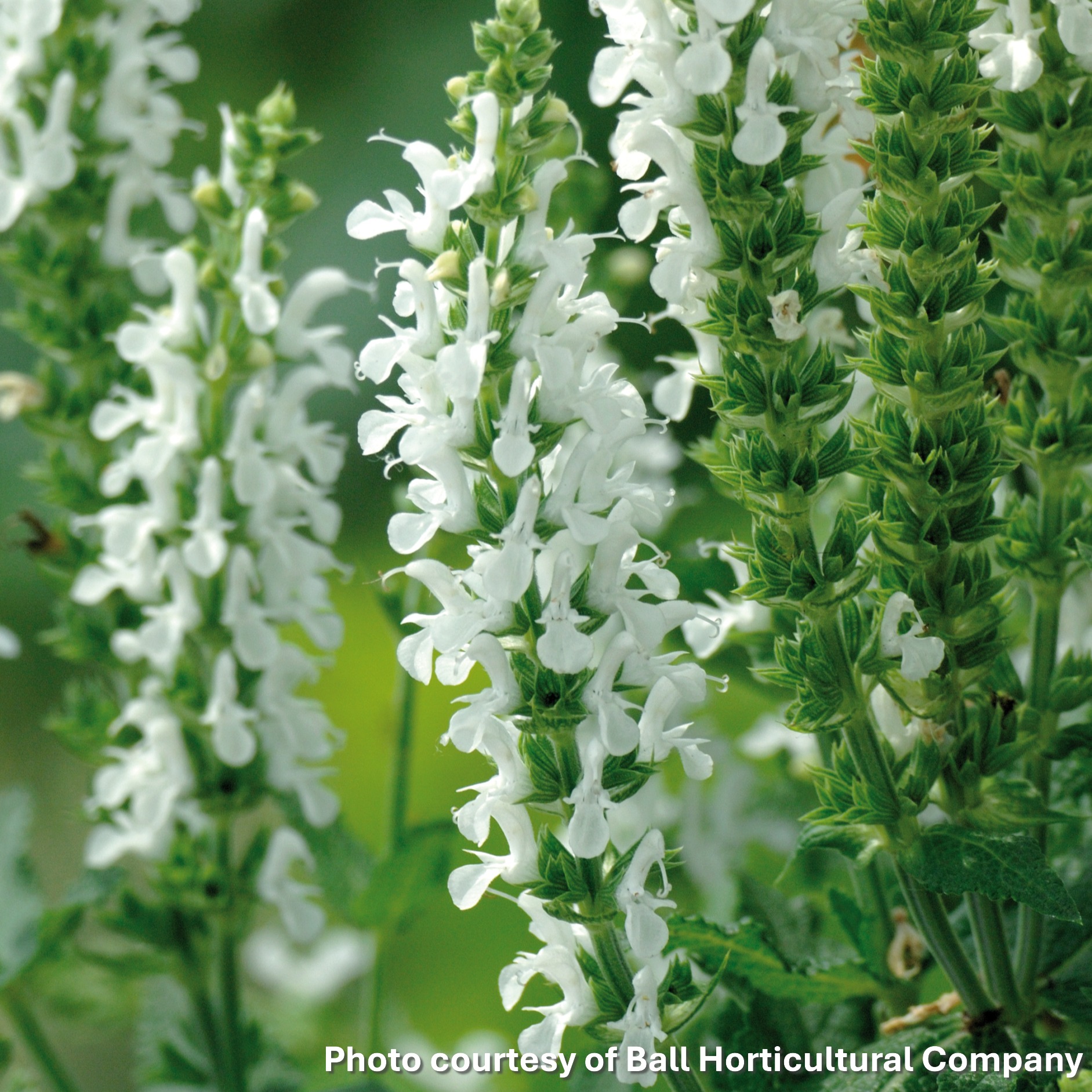 Salvia nemorosa Lyrical White (Meadow Sage) - Image 2
