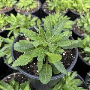 Salvia nemorosa Dark Matter (Meadow Sage)