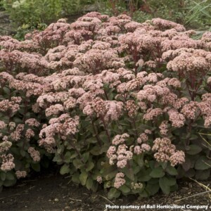 Sedum Matrona (Stonecrop)