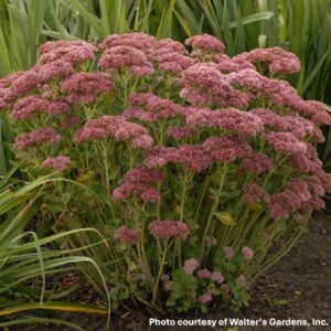 Sedum x Autumn Fire (Autumn Stonecrop)