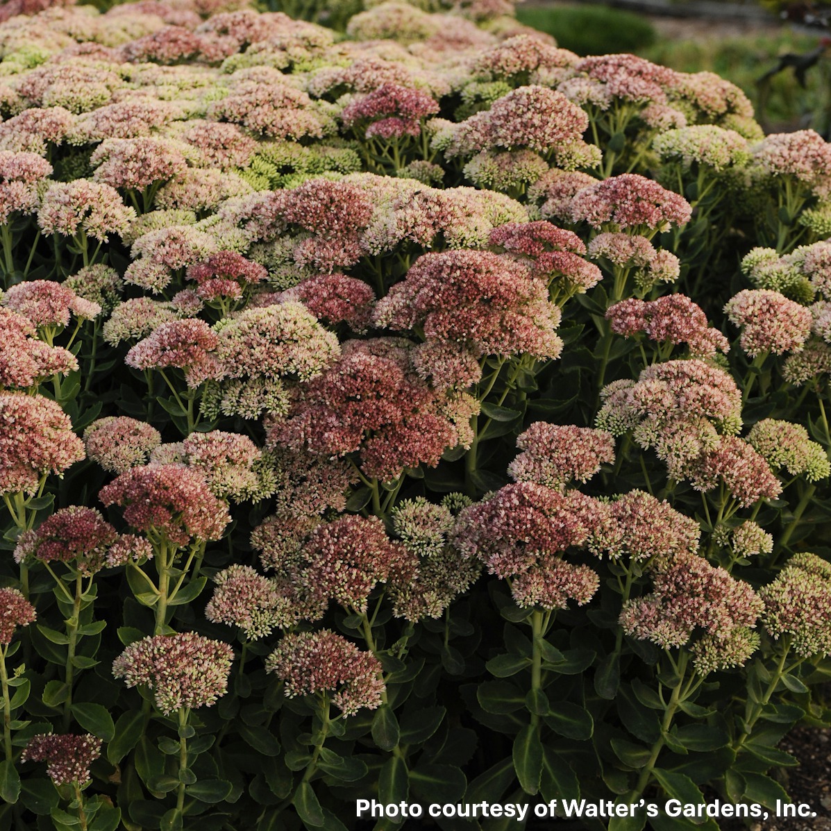 Sedum x Autumn Fire (Autumn Stonecrop) - Image 2