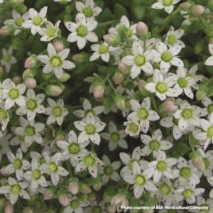 Sedum dasyphyllum Major (Stonecrop)