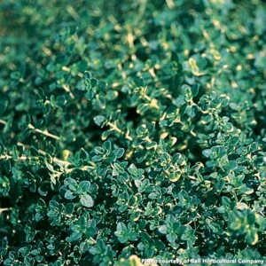 Thyme citriodorus Doone Valley