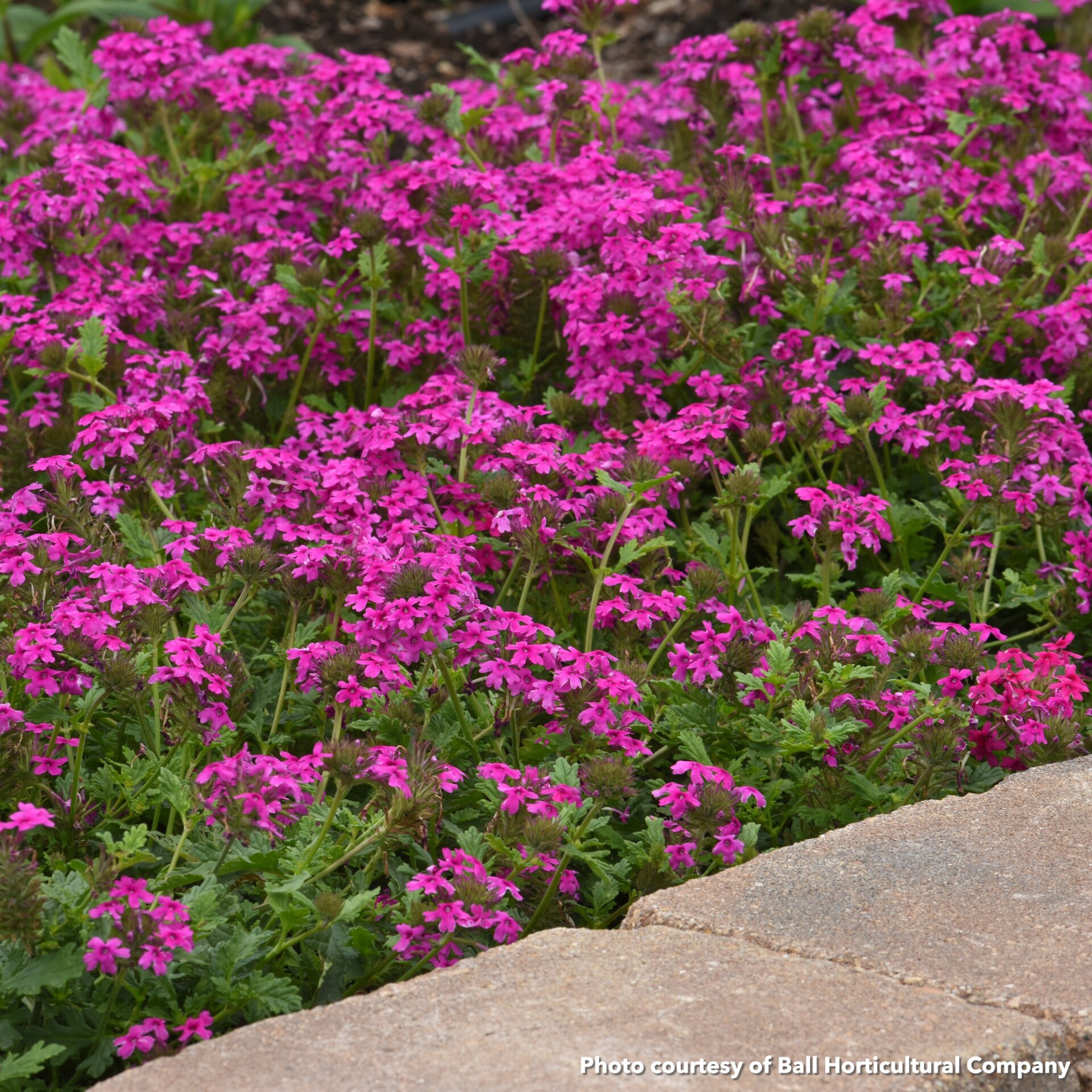 Verbena x Homestead Hot Pink (Rose Vervain) - Image 2