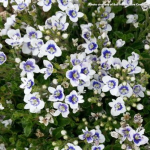 Veronica x Snowmass (Blue-Eyed Speedwell)