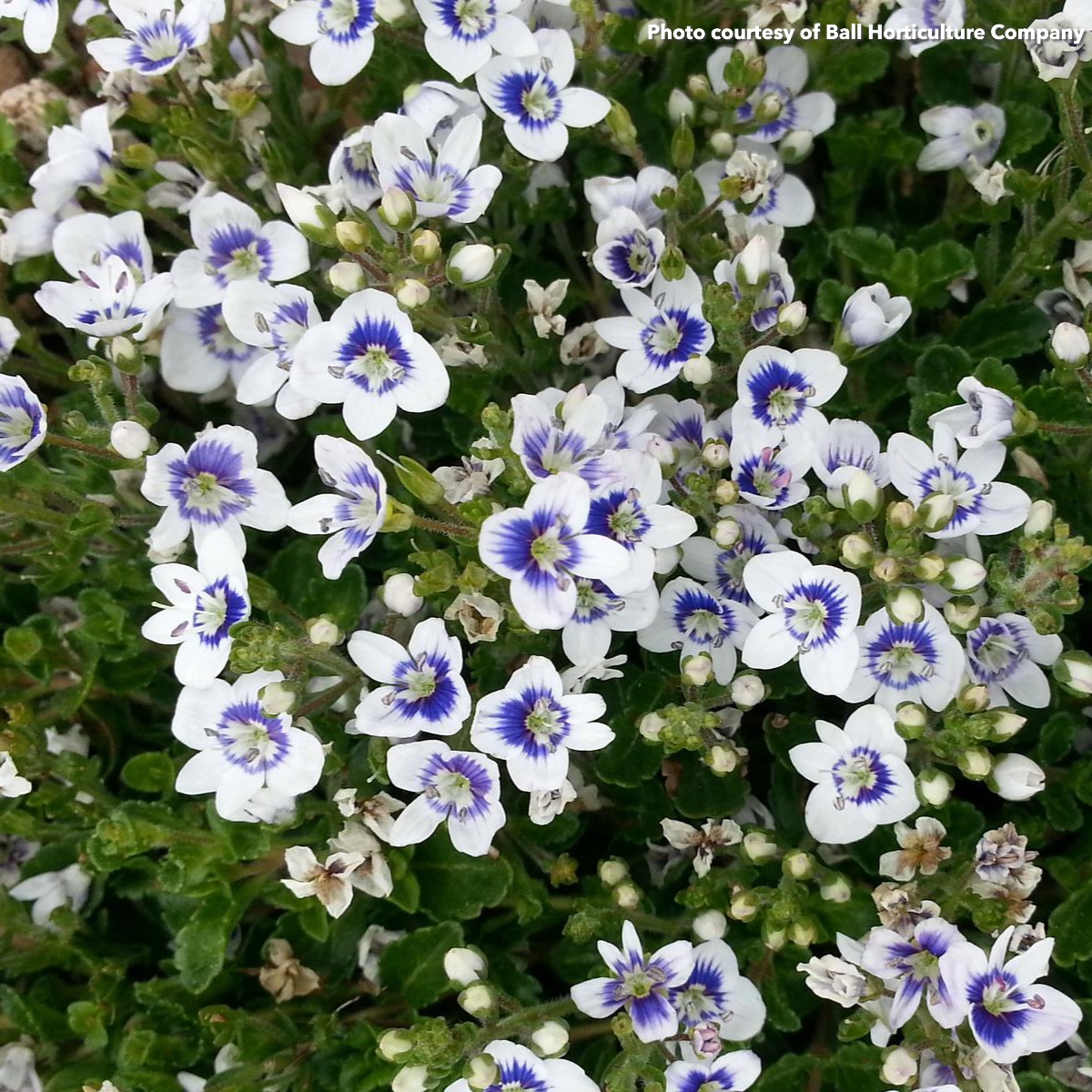 Veronica x Snowmass (Blue-Eyed Speedwell)