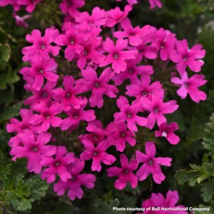 Verbena x Homestead Hot Pink (Rose Vervain)