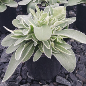 Lychnis coronaria Blood Red (Catchfly)