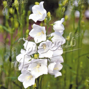 Campanula persicifolia grandiflora Alba (Peach-leaved Bellflower)