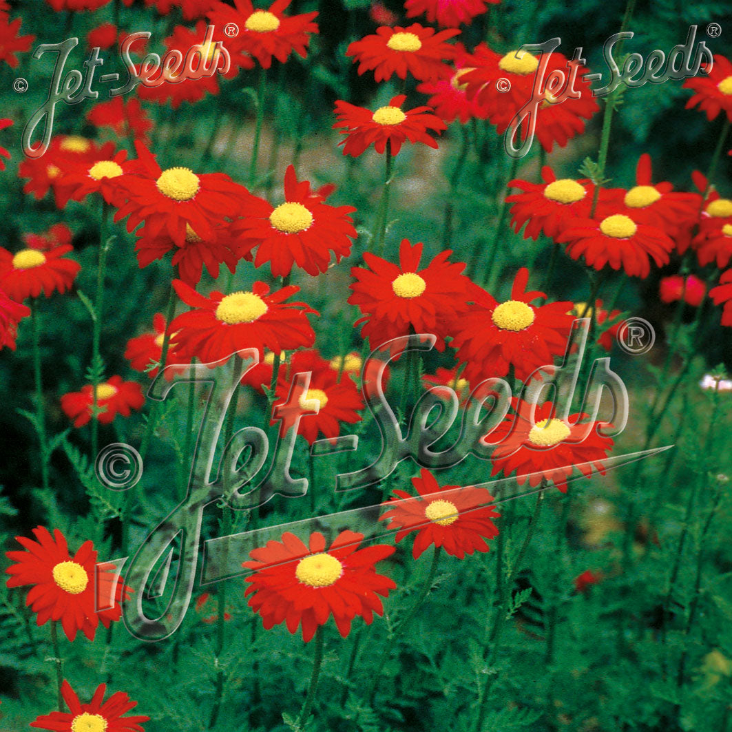 Tanacetum coccineum Robinsons Crimson Giant (Painted Daisy)