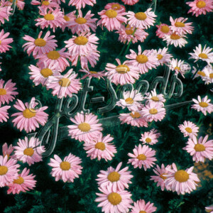 Tanacetum coccineum Robinsons Pink (Painted Daisy)