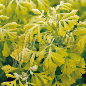 Tanacetum parthenium Golden Moss (Feverfew)
