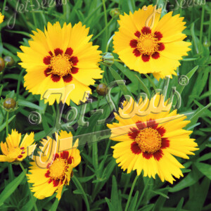 Coreopsis grandiflora Heliot (Tickseed)